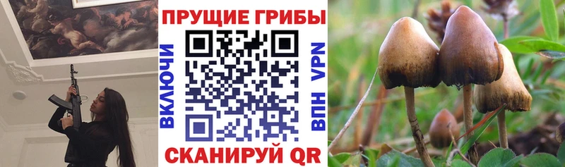 Купить закладки  Санкт-Петербург  Псилоцибиновые грибы прущие грибы 